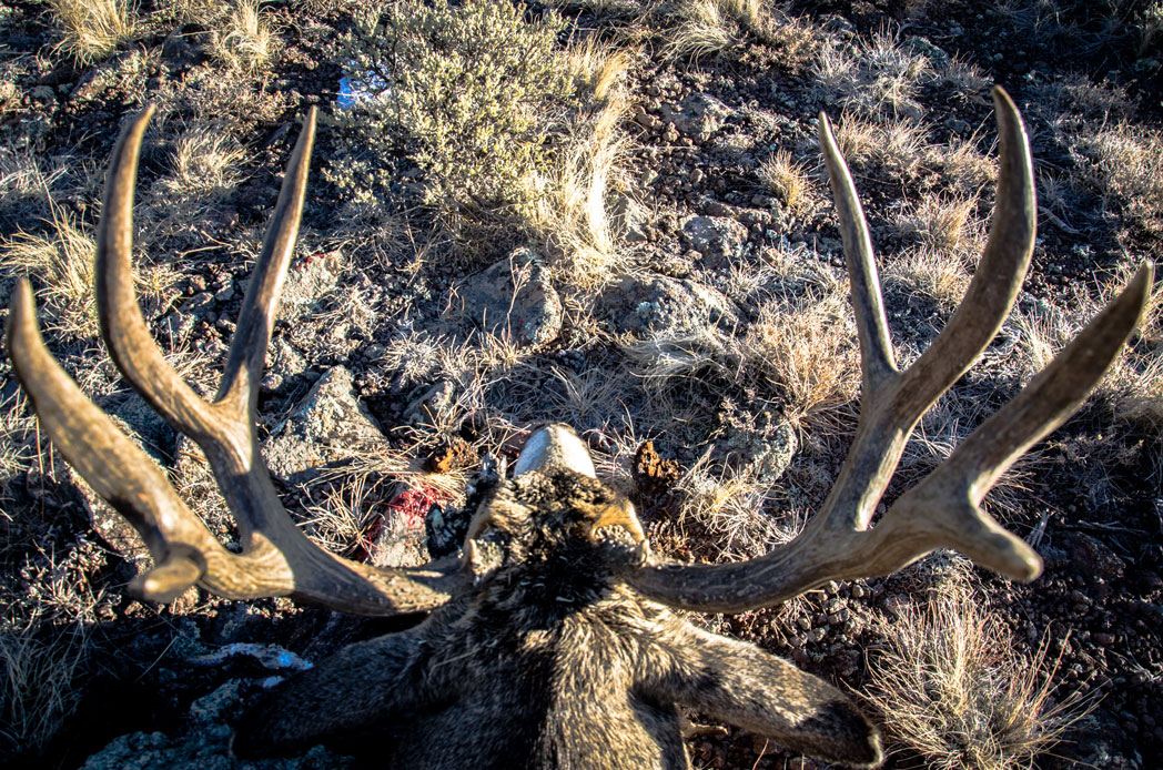 deer-upclose